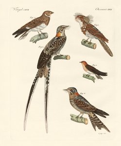 Zwaluwachtige vogels