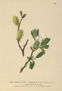Zwitserse Wilg (Salix Helvetica, Salix Lapponum)