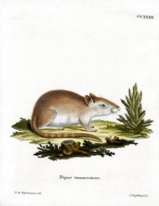 Tamarisk Woelmuis