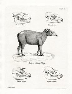 Tapirschedels door German School