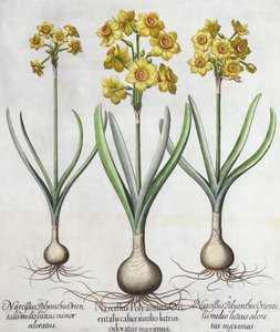 Tazetta Narcissen, uit de Hortus Eystettensis door Basil Besler (1561-1629), pub. 1613 door German School