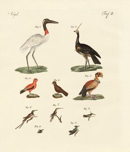 Tien Amerikaanse vogels