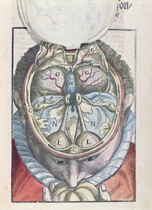 De hersenen, uit Ophthalmodouleia door Georg Bartisch (1535-1636) gepubliceerd in Dresden in 1583