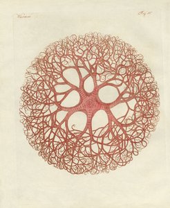 De Medusa-ster