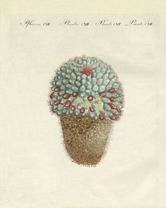 De borstvormige meloencactus