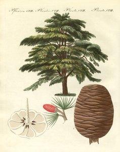 De ceder van Libanon