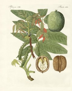 De gewone walnotenboom