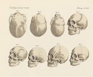 De schedel van de vijf menselijke rassen (gekleurde gravure)