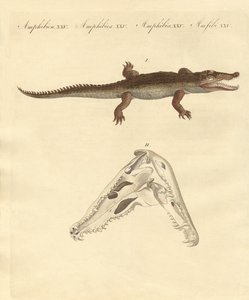 De krokodil van St. Domingo door German School