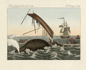De gevaren van walvisvangst door German School