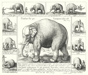 De volgzame olifant (gravure) door German School