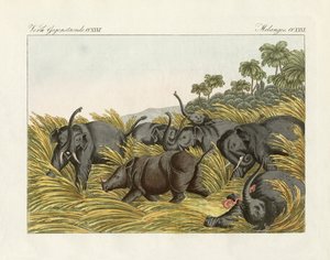 Het gevecht van de neushoorn met de olifanten door German School