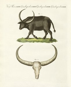 De reuzenbuffel