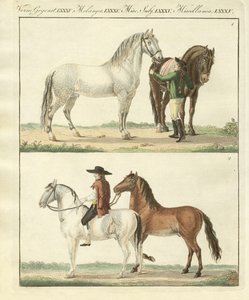 Het paard met zijn verschillende soorten