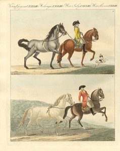 Het paard met zijn verschillende soorten