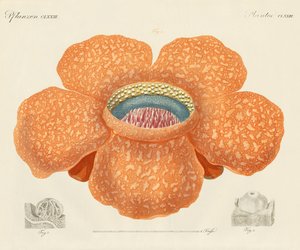 De grootste van alle bekende bloemen