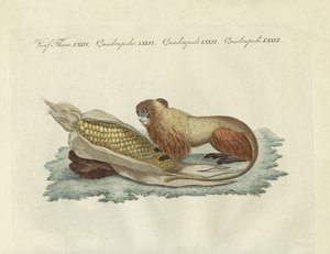 De leeuw-aap
