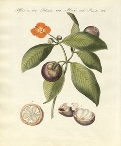 De mangosteenboom door German School