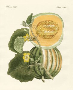 De Meloen