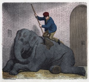 De ochtendtoilette van de Lilli-olifant. In 