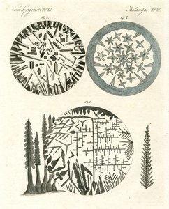 De ananas