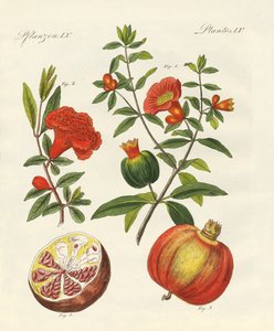 De granaatappel