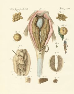 De eierstok van de karpers en de schildersmossel, of de evolutie van de vis en de schildersmossels door German School