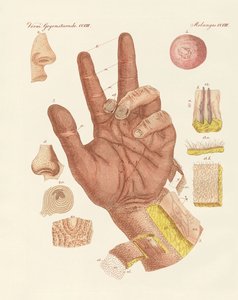 Het gevoel, of het zicht van de menselijke huid