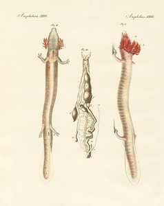 De kronkelige Proteus