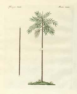 De slanke palm van Nieuw-Ierland door German School