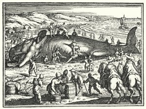 De walvis van Antorf