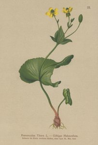 Thora Boterbloem