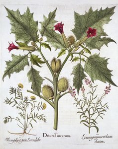 Doornappel, Gamander en Paarse Vlasleeuwenbek, uit Hortus Eystettensis, door Basil Besler, 1613