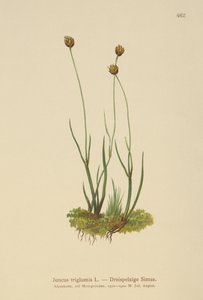 Driehulzige Riet (Juncus triglumis)