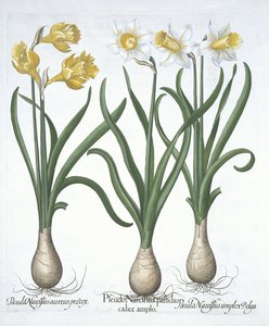 Drie Pseudo-Narcissen uit Hortus Eystettensis door German School