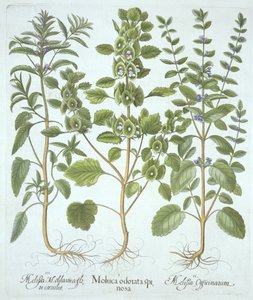 Drie Soorten Melisse, uit Hortus Eystettensis, door Basil Besler, gepubliceerd 1613 door German School