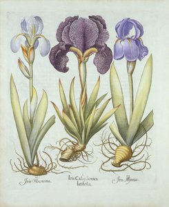 Drie variëteiten van baardloze irissen, uit Hortus Eystettensis, door Basil Besler, gepubliceerd 1613