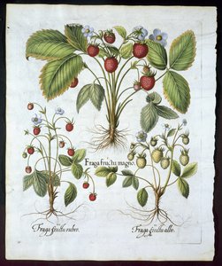 Drie soorten aardbeien, plaat 116, uit Hortus Eystettensis door Basil Besler (1561-1629) gepubliceerd in 1613 door German School
