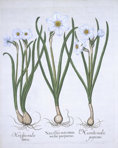 Drie witte Narcissen uit Hortus Eystettensis