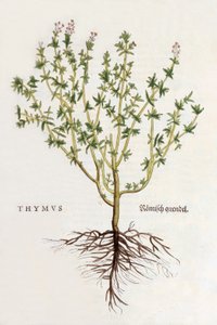 Thymus [tijm], illustratie uit De historia stirpium commentarii insignes door Leonhard Fuchs, gepubliceerd 1542 (gekleurde houtsnede)