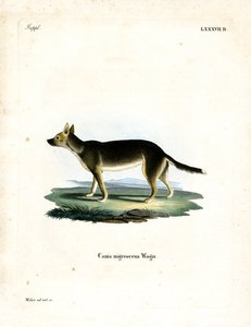 Tibetaanse Hond