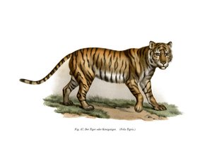 Tijger, 1860 door German School