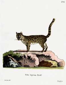 Tijgerkat door German School