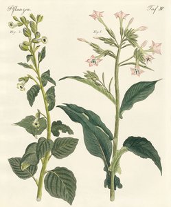 Tabak