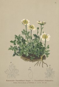 Traunfellners Boterbloem