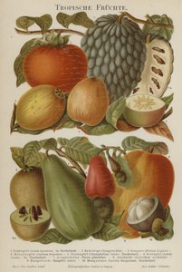Tropisch fruit door German School