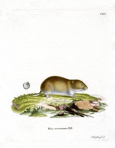 Toendravole