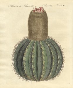 Turks-cap Cactus door German School