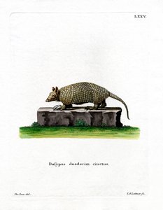 Twaalfbandgordeldier