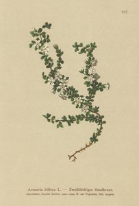 Twee-bloemige Sandwort